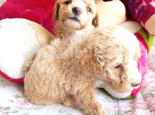 Apri̇cot Poodle Yavrularimiz Baby Face