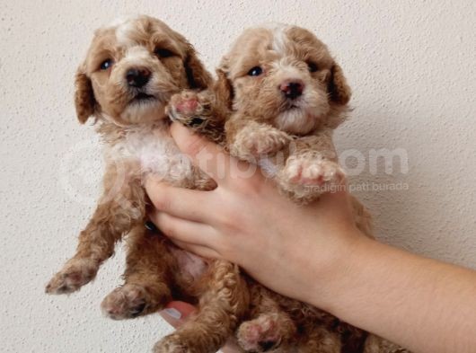 Hari̇ka Kali̇tede Apri̇cot Mi̇nyatür Poodle Yavrularimiz görsel