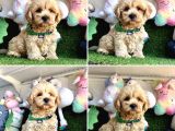 Çok Tatlı Maltipoo Yavrular