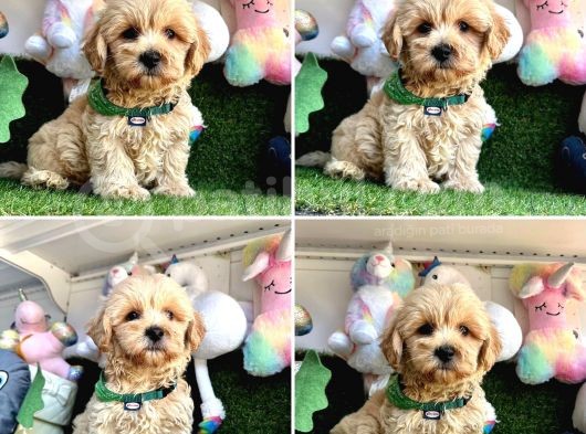 Çok Tatlı Maltipoo Yavrular