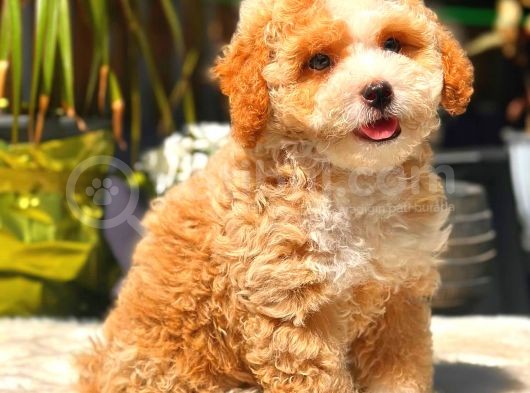 Toy Poodle Erkek görsel
