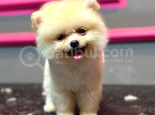 Pomerani̇n Yavrularimiz İçi̇n İletşi̇me Geçebi̇li̇rsi̇ni̇z görsel