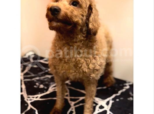 2 Yaşinda Anne Ve 4 Erkek Red Brown Toy Poodle
