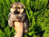 Orjinal Biblo Gibi Pomeranian Yavrularım