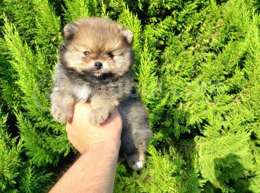 Orjinal Biblo Gibi Pomeranian Yavrularım görsel
