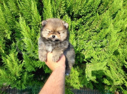 Orjinal Biblo Gibi Pomeranian Yavrularım