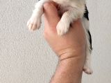 Cavailer King Charles