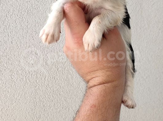 Cavailer King Charles görsel