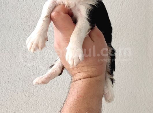 Cavailer King Charles
