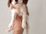 Cavailer King Charles