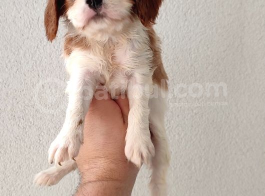 Cavailer King Charles görsel