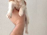 Cavailer King Charles
