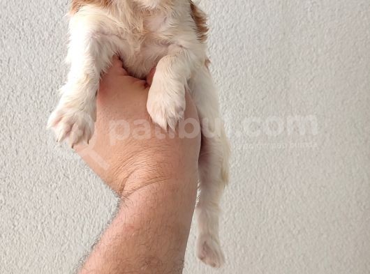 Cavailer King Charles görsel