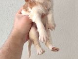 Cavailer King Charles