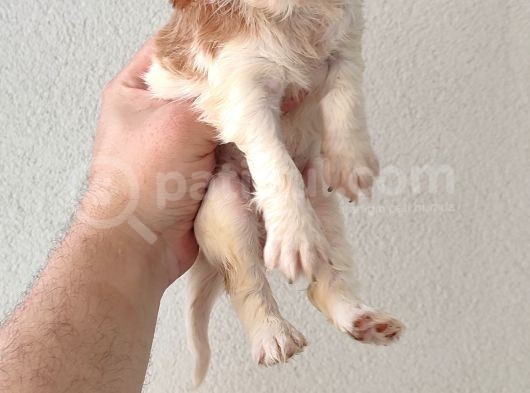Cavailer King Charles görsel