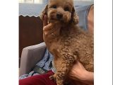 2 Yaşinda Anne Ve 4 Erkek Red Brown Toy Poodle