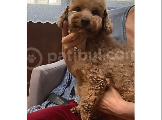 2 Yaşinda Anne Ve 4 Erkek Red Brown Toy Poodle görsel