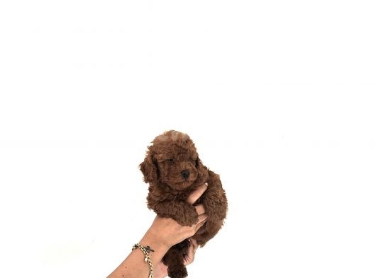 Toy Poodle Yavrular