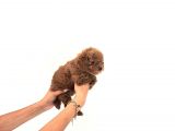 Toy Poodle Yavrular