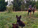 A Kalite Safkan Malinois Yavruları
