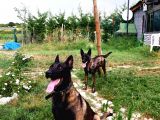 A Kalite Safkan Malinois Yavruları