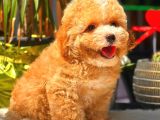 Toy Poodle Erkek
