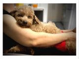 2 Yaşinda Anne Ve 4 Erkek Red Brown Toy Poodle