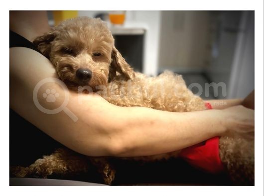 2 Yaşinda Anne Ve 4 Erkek Red Brown Toy Poodle görsel