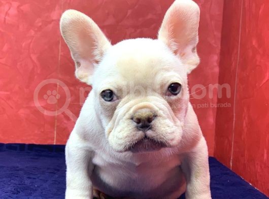 Muhteşem Güzellikte French Bulldog Platinyum Erkek Yavru