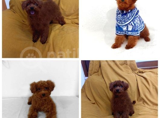 2 Yaşinda Anne Ve 4 Erkek Red Brown Toy Poodle görsel