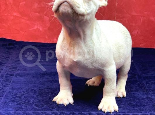 Muhteşem Güzellikte French Bulldog Platinyum Erkek Yavru görsel