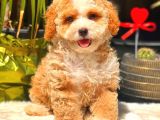 Toy Poodle Erkek