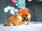 Nadir bulunan shiba yavrular