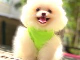 BİBLO ERKEK POMERANİAN BOO