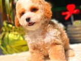 TOY POODLE ERKEK