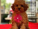 Red Di̇şi̇ Mi̇ni̇ Boy Toy Poodle