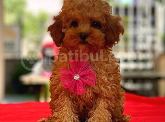 Red Di̇şi̇ Mi̇ni̇ Boy Toy Poodle görsel