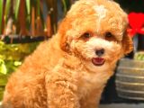 Toy Poodle Erkek