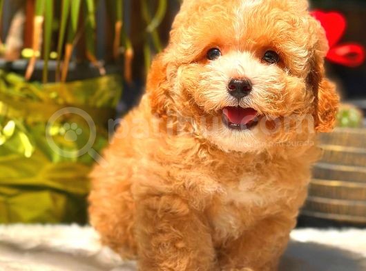 Toy Poodle Erkek