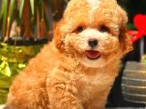 Toy Poodle Erkek