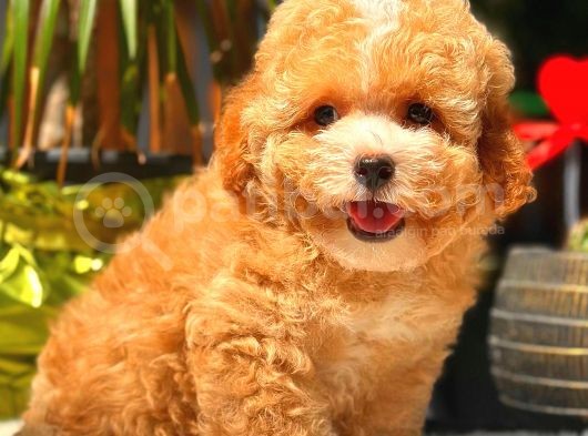 Toy Poodle Erkek görsel
