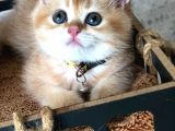 A Kalite Safkan Bri̇ti̇sh Shorthai̇r Golden  Yavrular