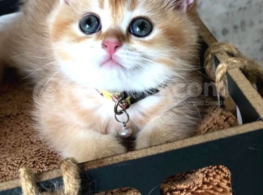 A Kalite Safkan Bri̇ti̇sh Shorthai̇r Golden  Yavrular görsel