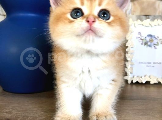 A Kalite Safkan Bri̇ti̇sh Shorthai̇r Golden  Yavrular görsel