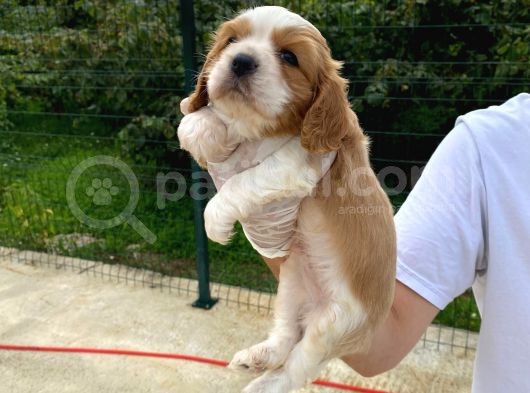 Cavalier Dişi Erkek Bebek görsel