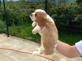 Cavalier Dişi Erkek Bebek