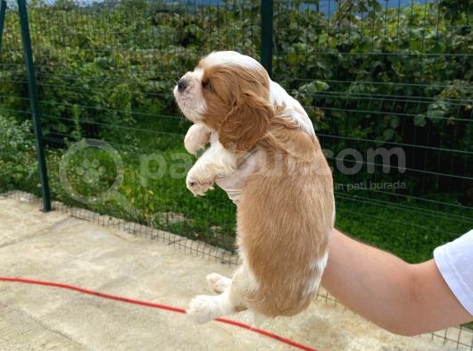 Cavalier Dişi Erkek Bebek görsel