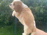 Cavalier Dişi Erkek Bebek