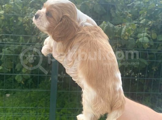 Cavalier Dişi Erkek Bebek görsel