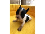 Bebek Yüz Kuyruksuz French Bulldoglar